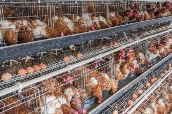 蛋鸡吃什么下蛋多,含较多蛋白质的饲料能提高产蛋量