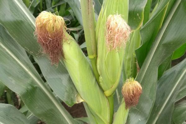 玉米多穗的形成原因,遗传因素是一方面