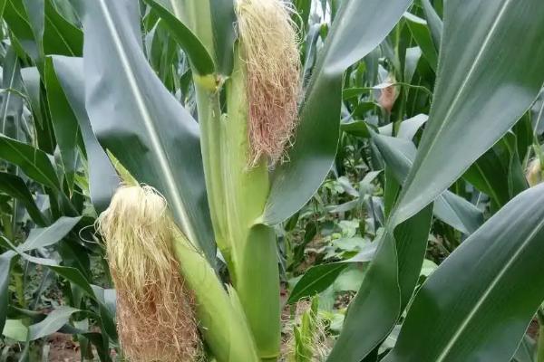 玉米多穗的形成原因,遗传因素是一方面