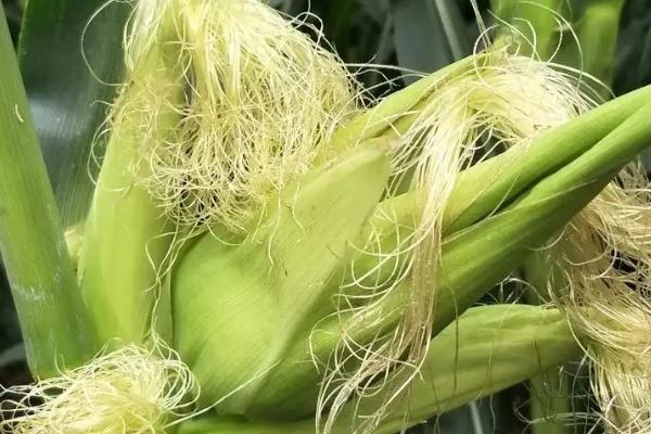 玉米多穗的形成原因,遗传因素是一方面