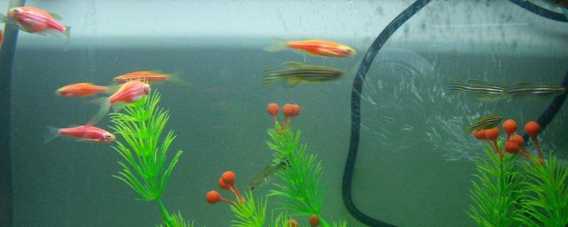 家养小鱼吃什么食物