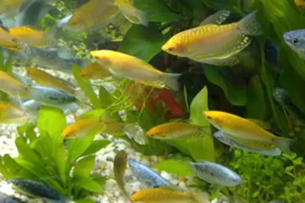 家养小鱼吃什么食物,豆浆和熟蛋黄都可投喂