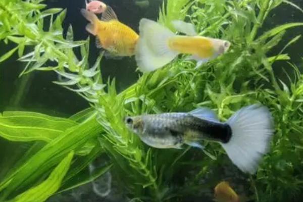 家养小鱼吃什么食物,豆浆和熟蛋黄都可投喂