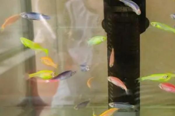 家养小鱼吃什么食物,豆浆和熟蛋黄都可投喂