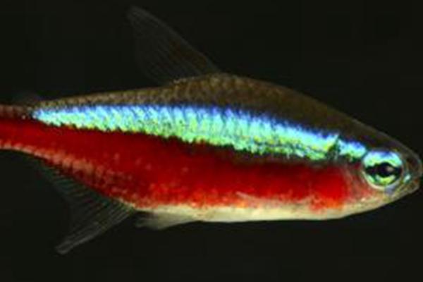 家养小鱼吃什么食物,豆浆和熟蛋黄都可投喂