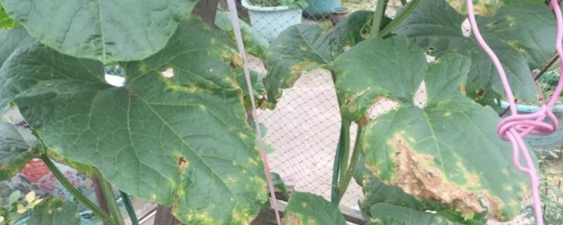 哈密瓜细菌性角斑病的症状