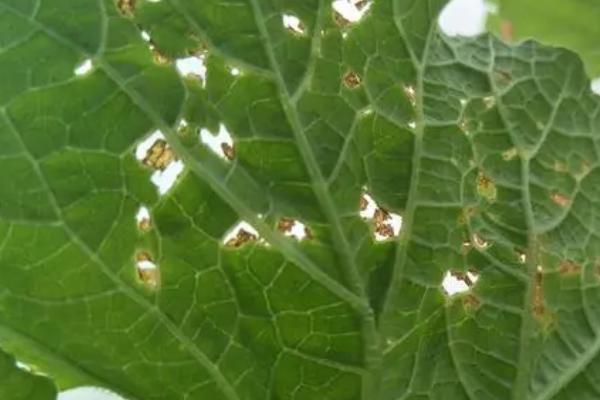 哈密瓜细菌性角斑病的症状,温度较高时叶背会溢出乳白色菌液