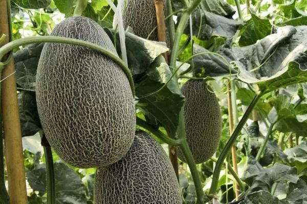 哈密瓜细菌性角斑病的症状,温度较高时叶背会溢出乳白色菌液