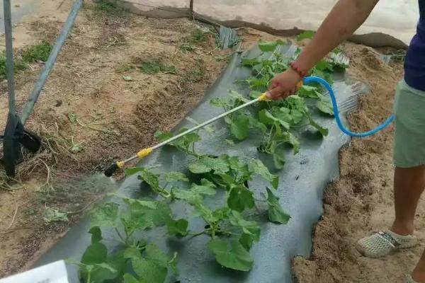 哈密瓜细菌性角斑病的症状,温度较高时叶背会溢出乳白色菌液