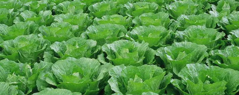春播大白菜的技巧