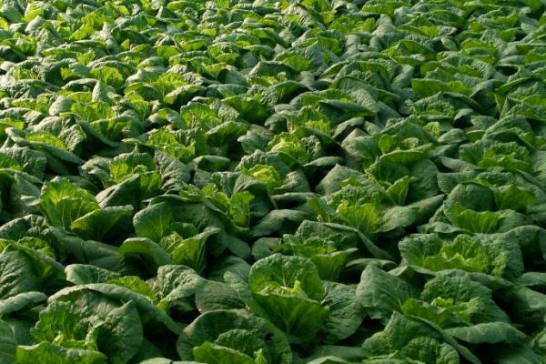 春播大白菜的技巧,整地做畦后再播种