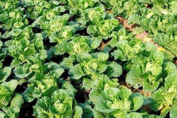 春播大白菜的技巧,整地做畦后再播种