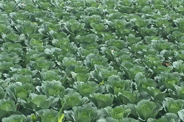 春播大白菜的技巧,整地做畦后再播种