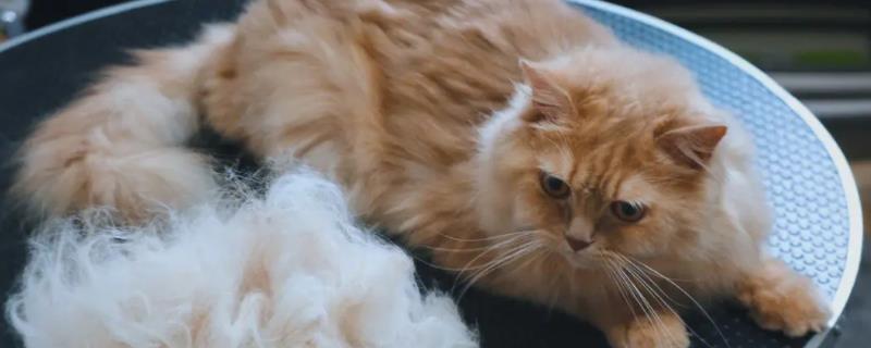 猫身上一块块掉毛的原因