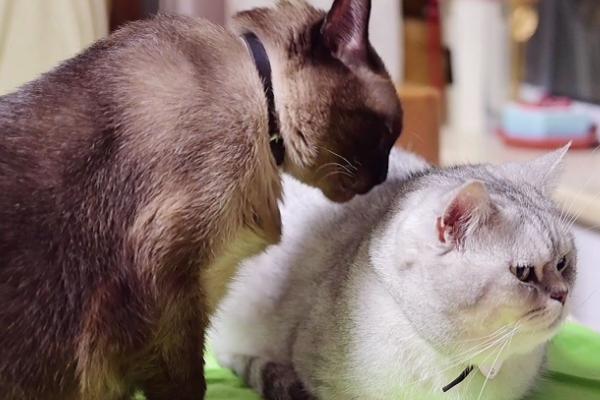 猫身上一块块掉毛的原因,可能是营养不良或患有猫藓等因素所导致