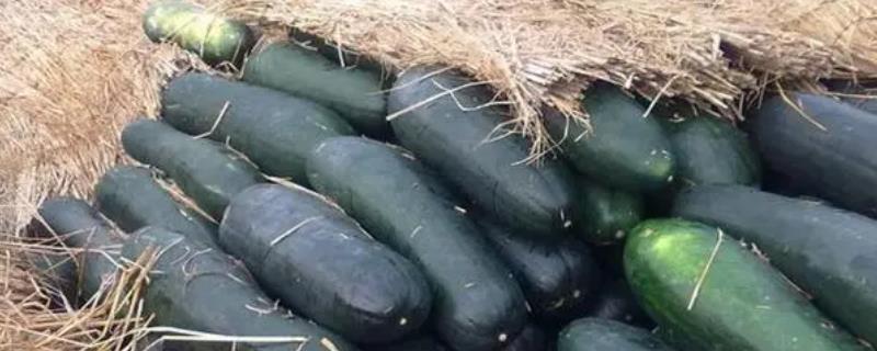 冬天怎么保存冬瓜