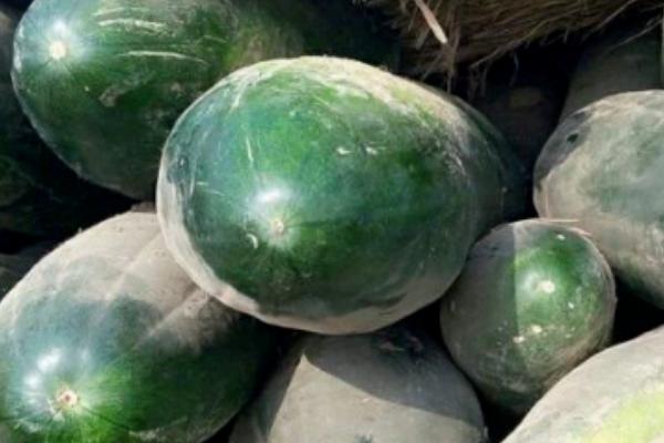 冬天怎么保存冬瓜,在贮存架上放置垫料后再堆放存储