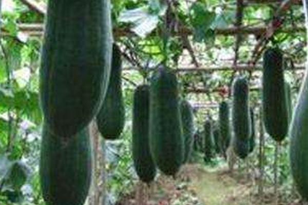 冬天怎么保存冬瓜,在贮存架上放置垫料后再堆放存储