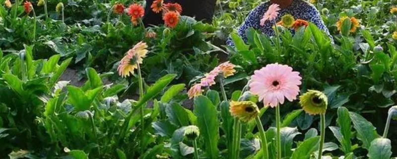 怎么对非洲菊施肥