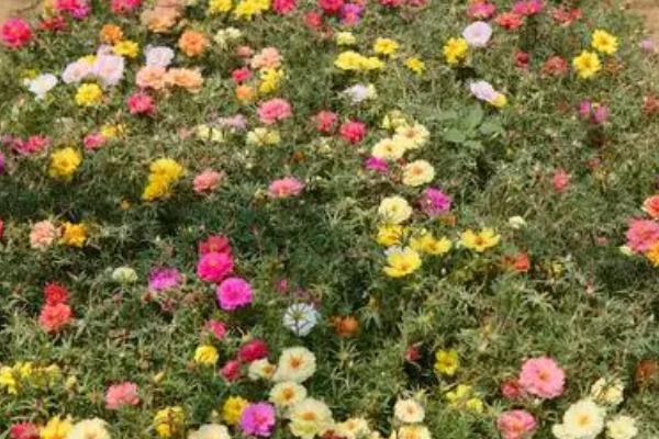 怎么对非洲菊施肥,可按照薄肥勤施的原则提供肥料