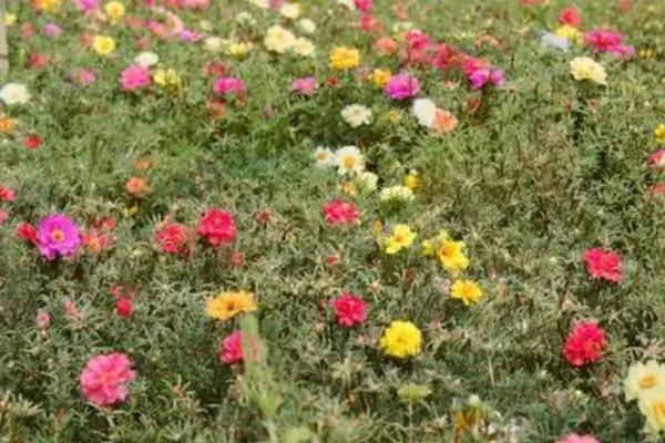 怎么对非洲菊施肥,可按照薄肥勤施的原则提供肥料