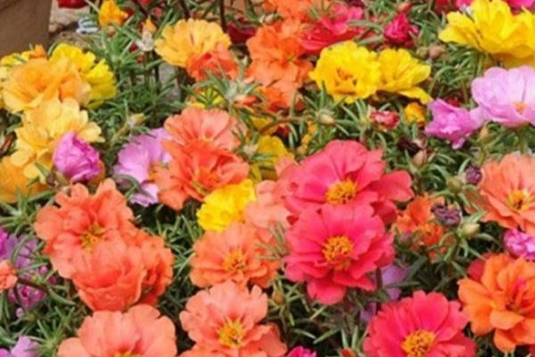 怎么对非洲菊施肥,可按照薄肥勤施的原则提供肥料