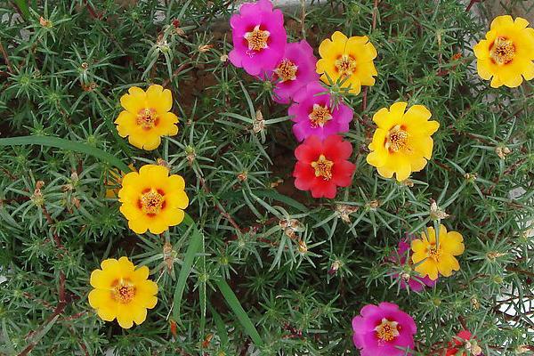 怎么对非洲菊施肥,可按照薄肥勤施的原则提供肥料