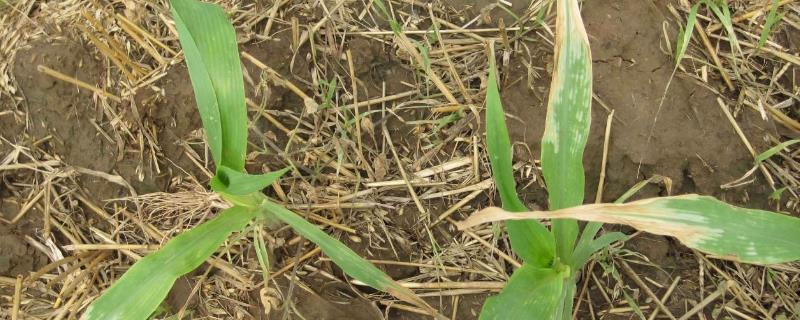 玉米除草剂打错了能不能补救