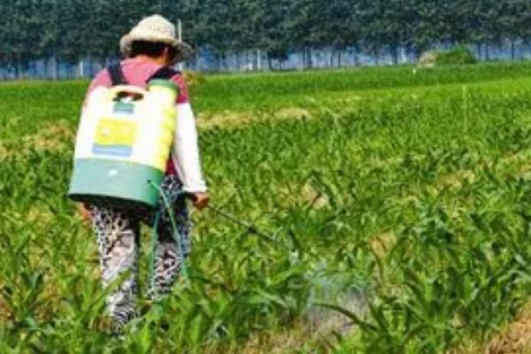 玉米除草剂打错了能不能补救,可以采取灌水、喷施调节剂等补救措施