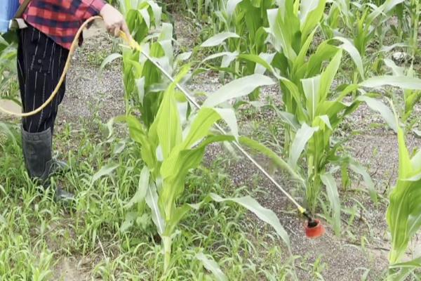 玉米除草剂打错了能不能补救,可以采取灌水、喷施调节剂等补救措施