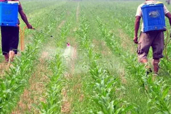 玉米除草剂打错了能不能补救,可以采取灌水、喷施调节剂等补救措施