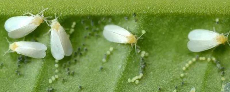 用什么药可以有效防治白飞虱