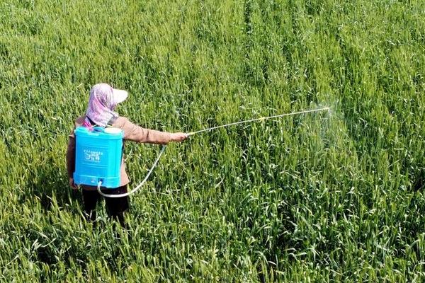 用什么药可以有效防治白飞虱,噻虫啉、噻虫嗪、呋虫胺等药剂是适宜选择