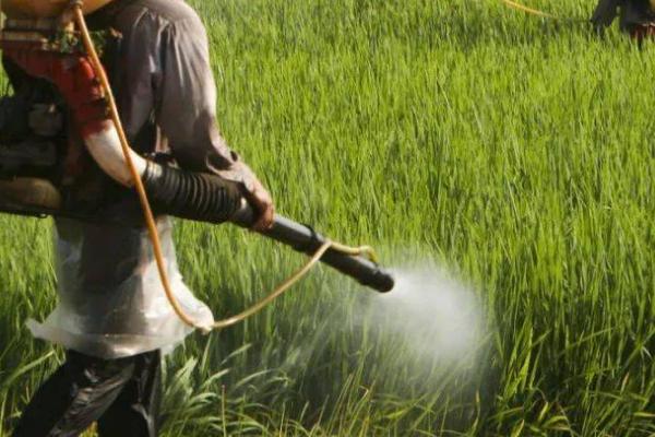 用什么药可以有效防治白飞虱,噻虫啉、噻虫嗪、呋虫胺等药剂是适宜选择