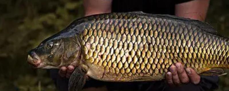 冬钓鲤鱼适合用什么饵料