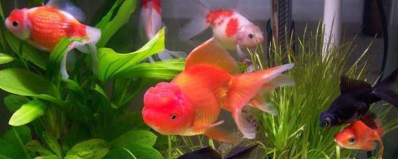 养金鱼的水比较浑浊如何处理