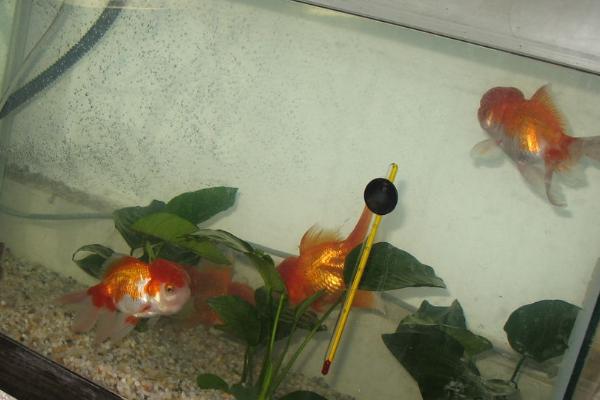 养金鱼的水比较浑浊如何处理,可采取减少喂食、及时换水、安装过滤系统等措施