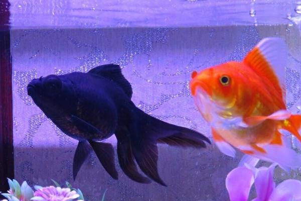 养金鱼的水比较浑浊如何处理,可采取减少喂食、及时换水、安装过滤系统等措施