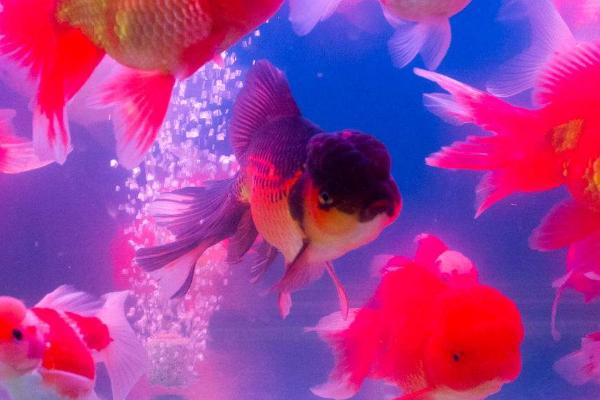 养金鱼的水比较浑浊如何处理,可采取减少喂食、及时换水、安装过滤系统等措施