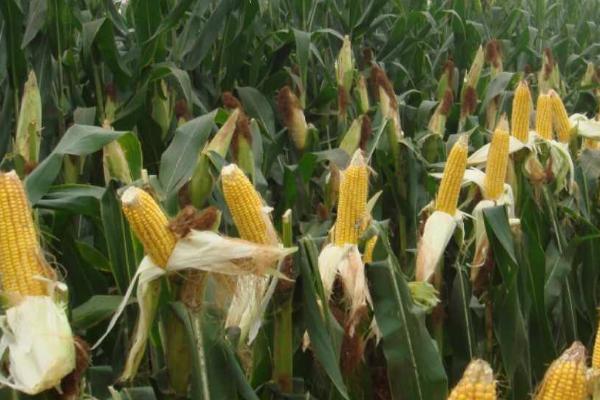 农华206玉米种的特征特性,从出苗至成熟需要126天