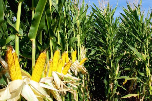 农华206玉米种的特征特性,从出苗至成熟需要126天