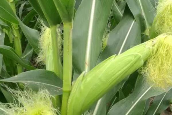 农华206玉米种的特征特性,从出苗至成熟需要126天
