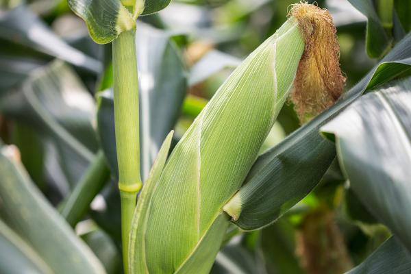 农华206玉米种的特征特性,从出苗至成熟需要126天