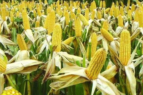 农华206玉米种的特征特性,从出苗至成熟需要126天