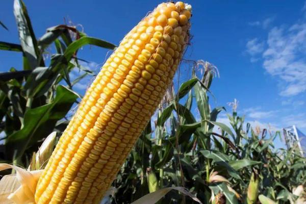 农华206玉米种的特征特性,从出苗至成熟需要126天