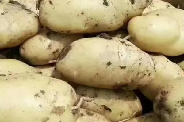 大棚土豆的亩产量,通常可达到2500-3000斤左右