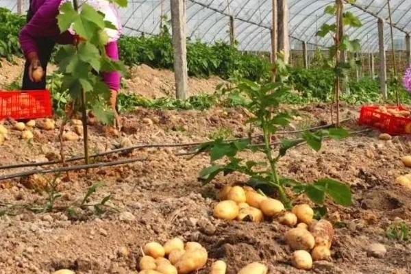 大棚土豆的亩产量,通常可达到2500-3000斤左右
