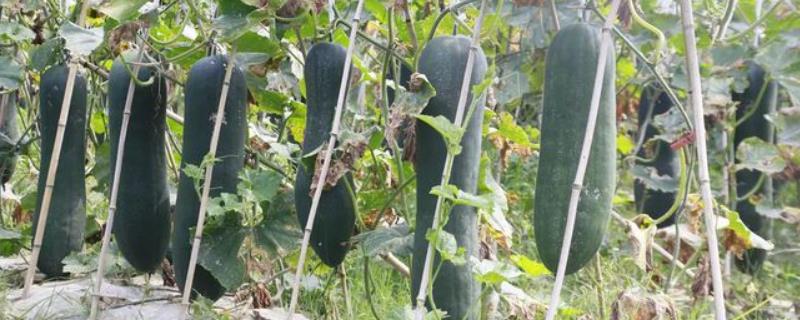 一年能种几次冬瓜