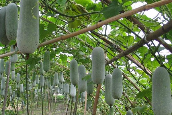 一年能种几次冬瓜,一般可种植2次