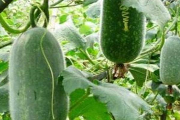 一年能种几次冬瓜,一般可种植2次